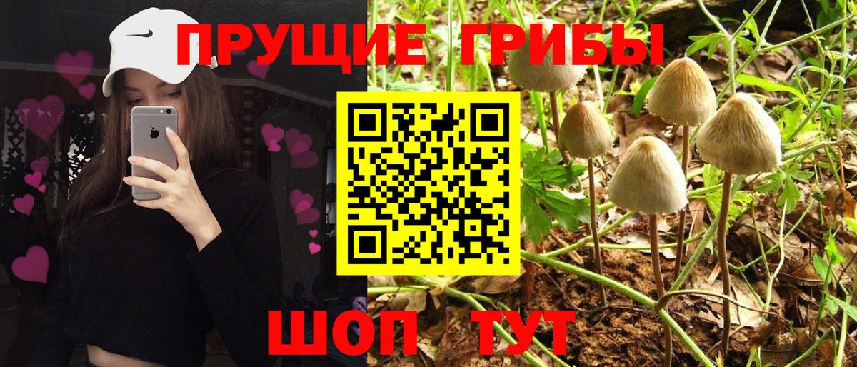 Галлюциногенные грибы Psilocybe Дагестанские Огни